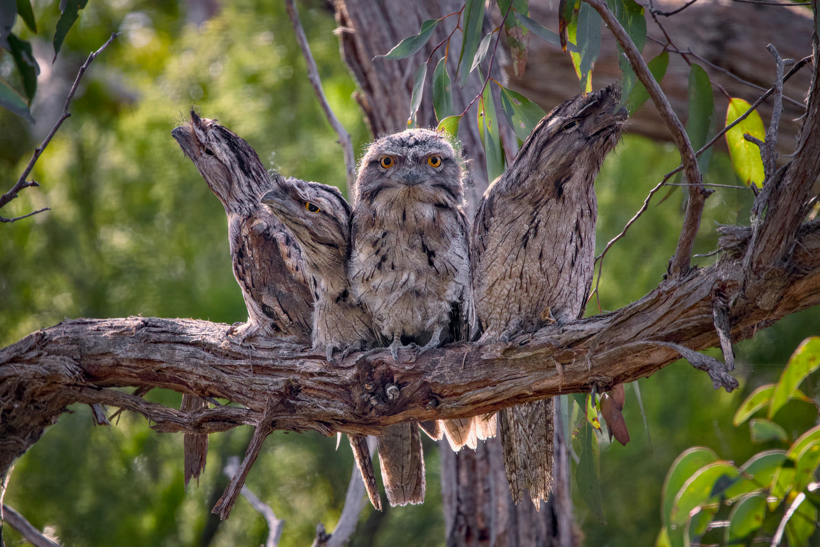 Tawny frogmouth (Podargus strigoides)