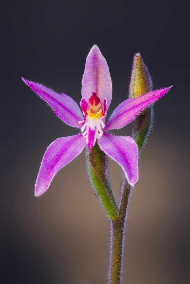Pink fairies orchid