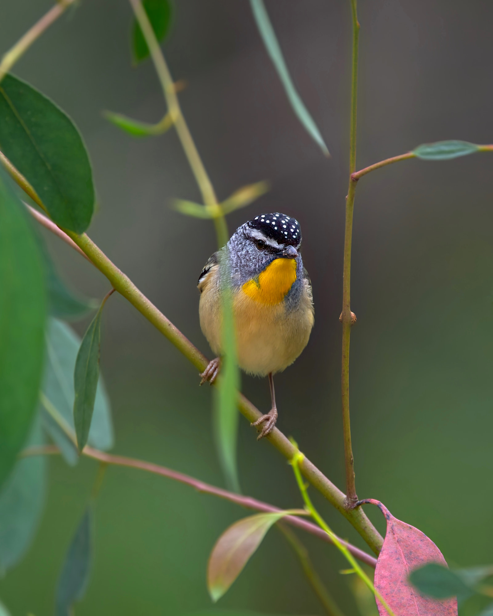 Pardalote (Pardalotus punctatus)