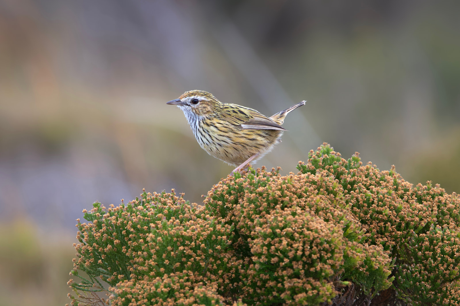 Striated fieldwren (Calamanthus fuliginosus)