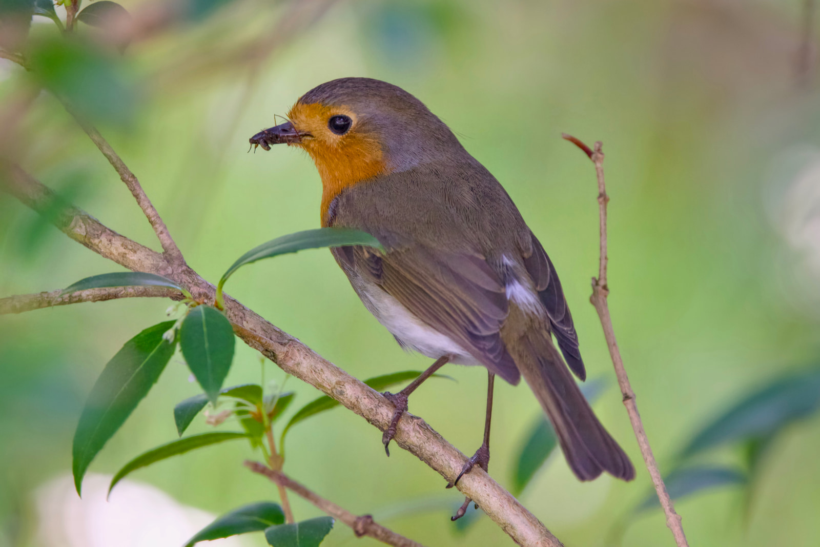 European robin (Erithacus rubecula)