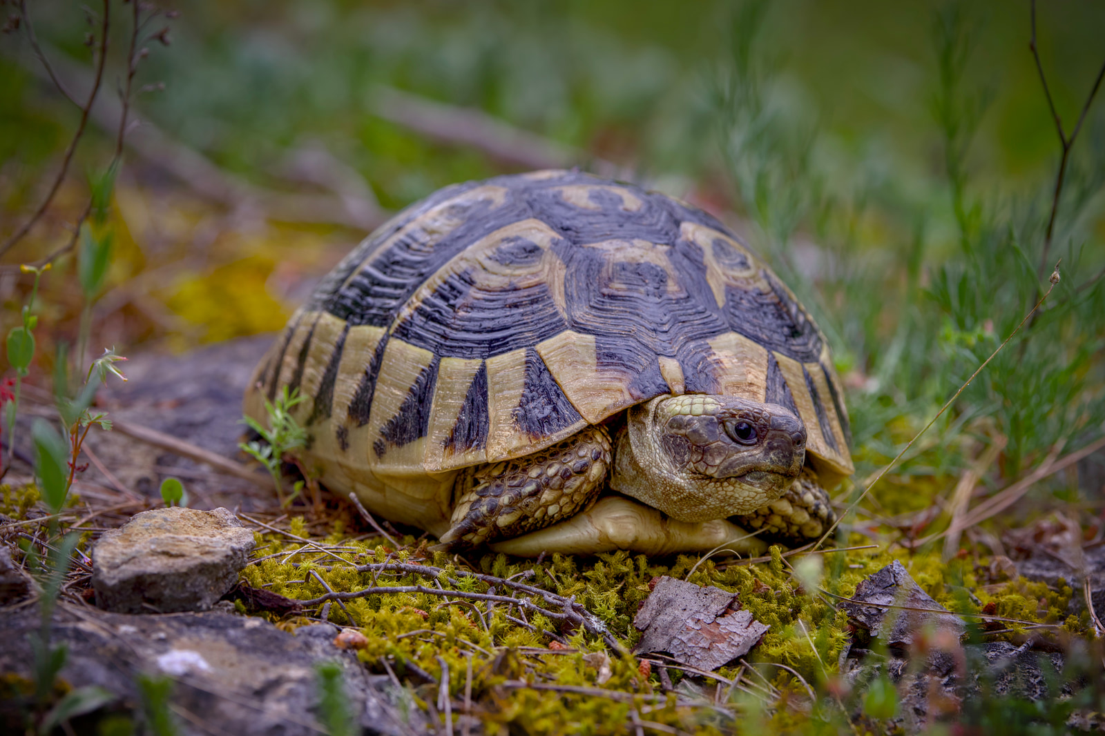 Hermann's tortoise (Testudo hermanni)