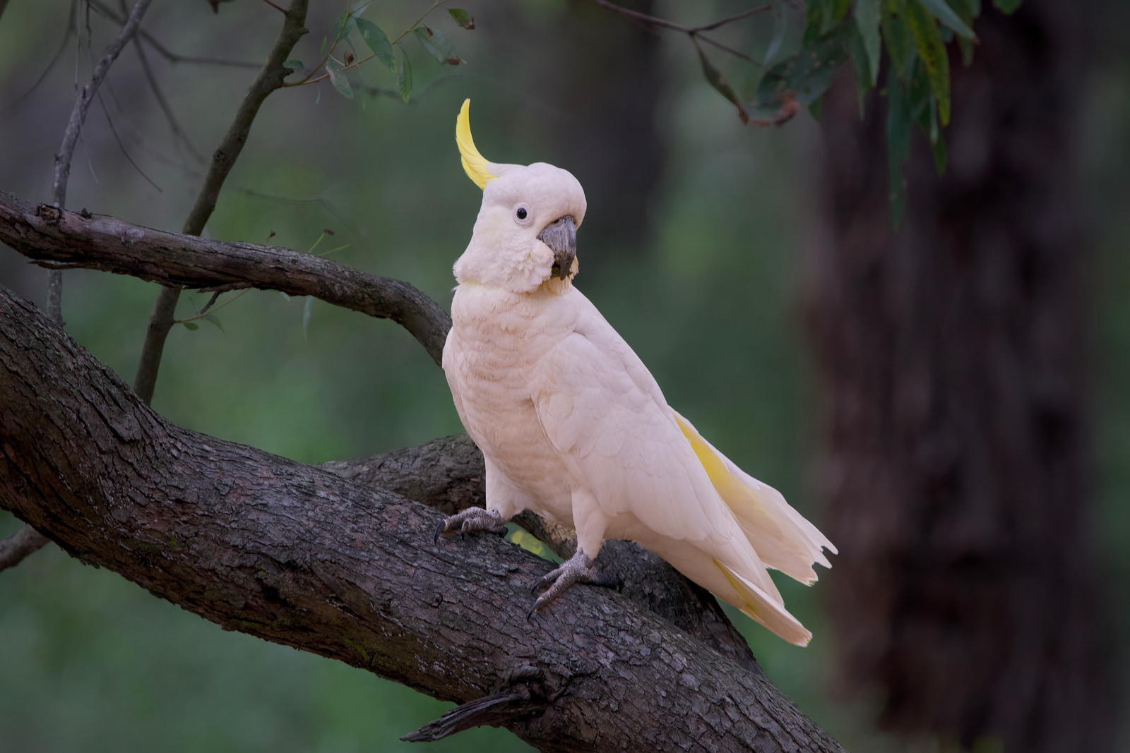 Sulphur-crested cockatoo (Cacatua galerita)