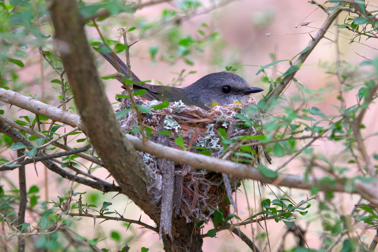 Eastern yellow robin (Eopsaltria australis)