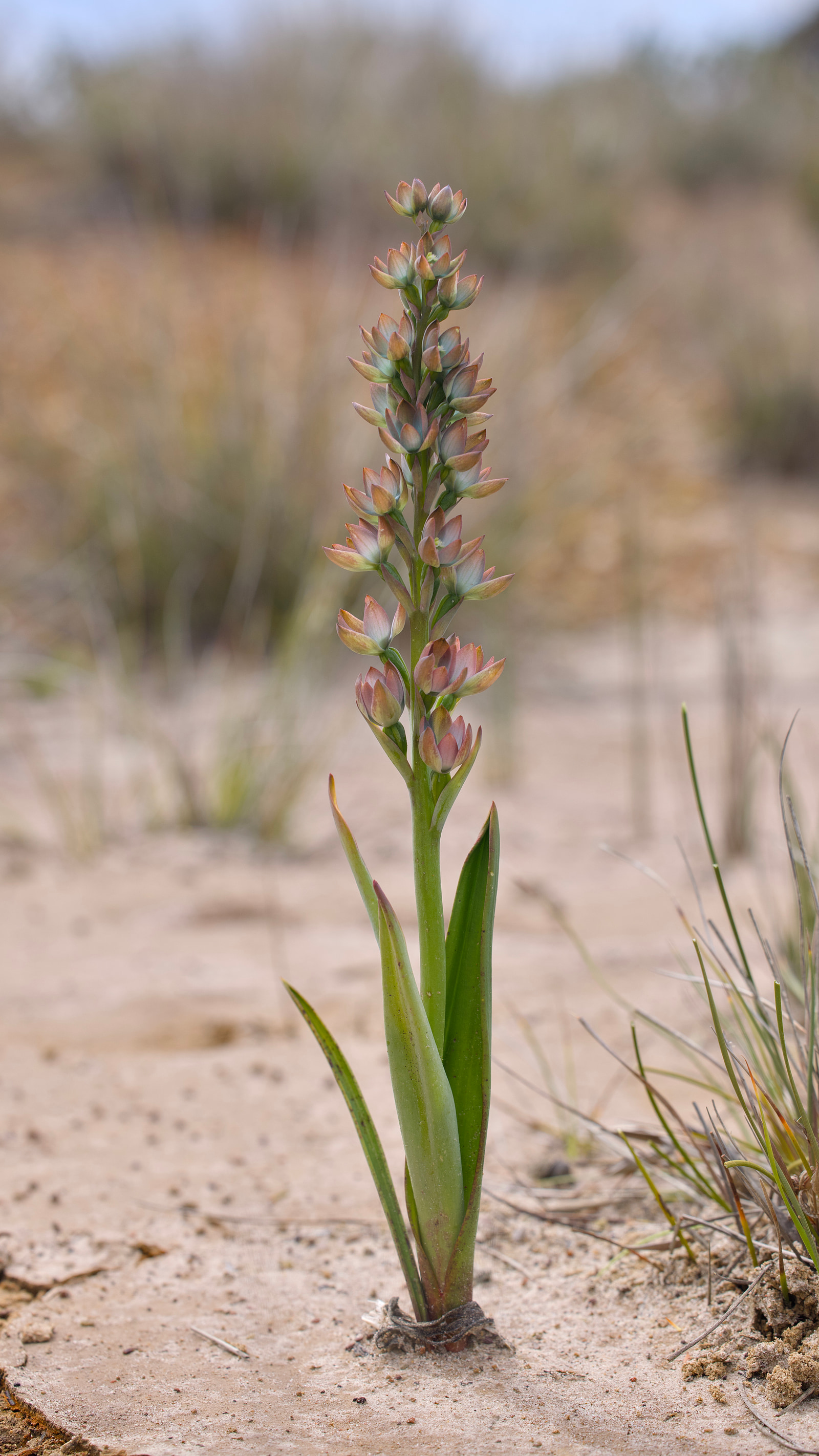 Metallic sun orchid