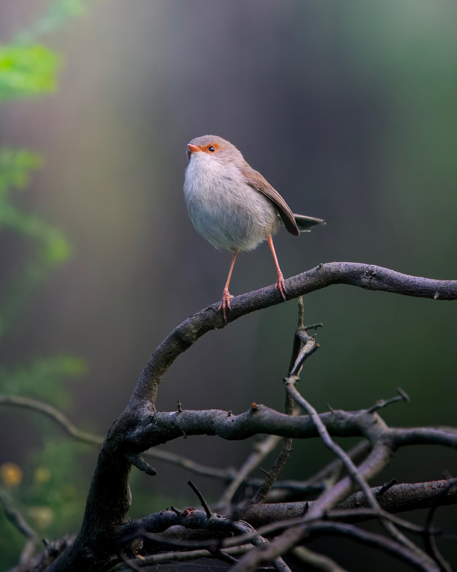 Superb fairywren (Malurus cyaneus)