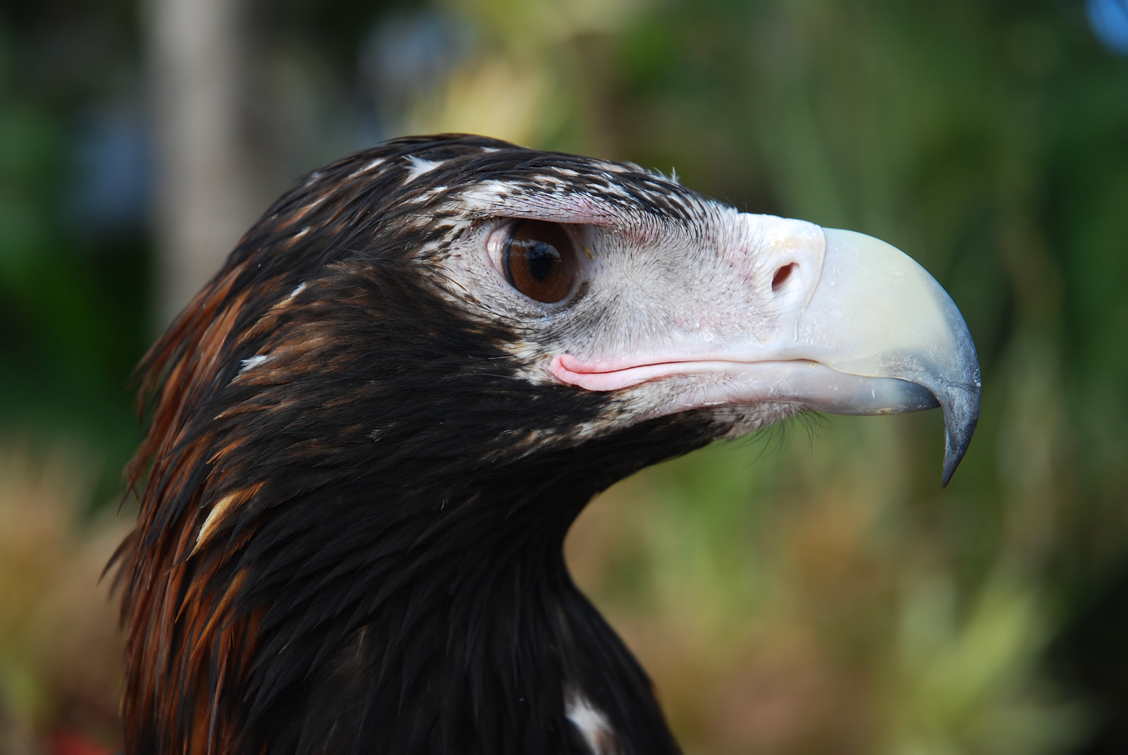 Wedge-tailed eagle (Aquila audax)