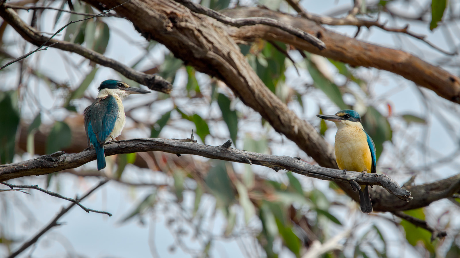 Sacred kingfisher (Todiramphus sanctus)