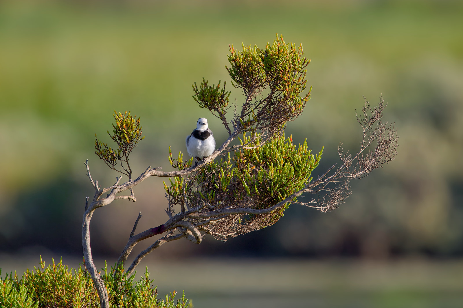 White-fronted chat (Epthianura albifrons)