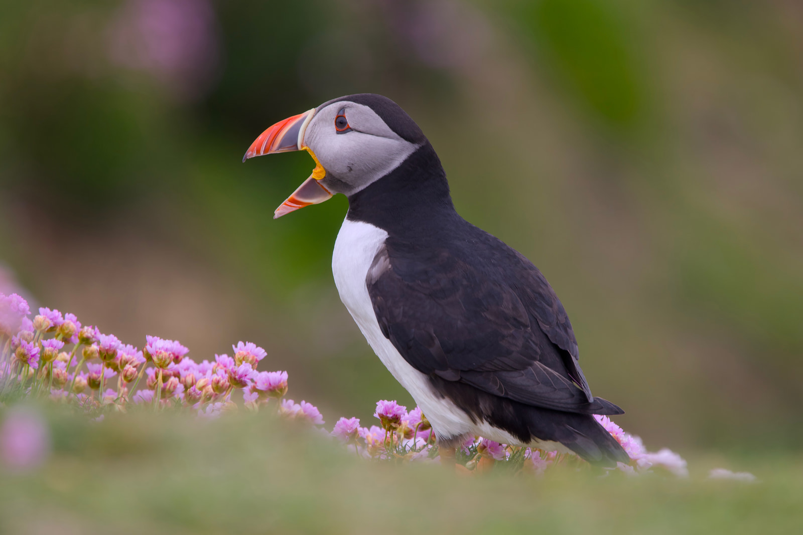 Atlantic puffin (Fratercula arctica)