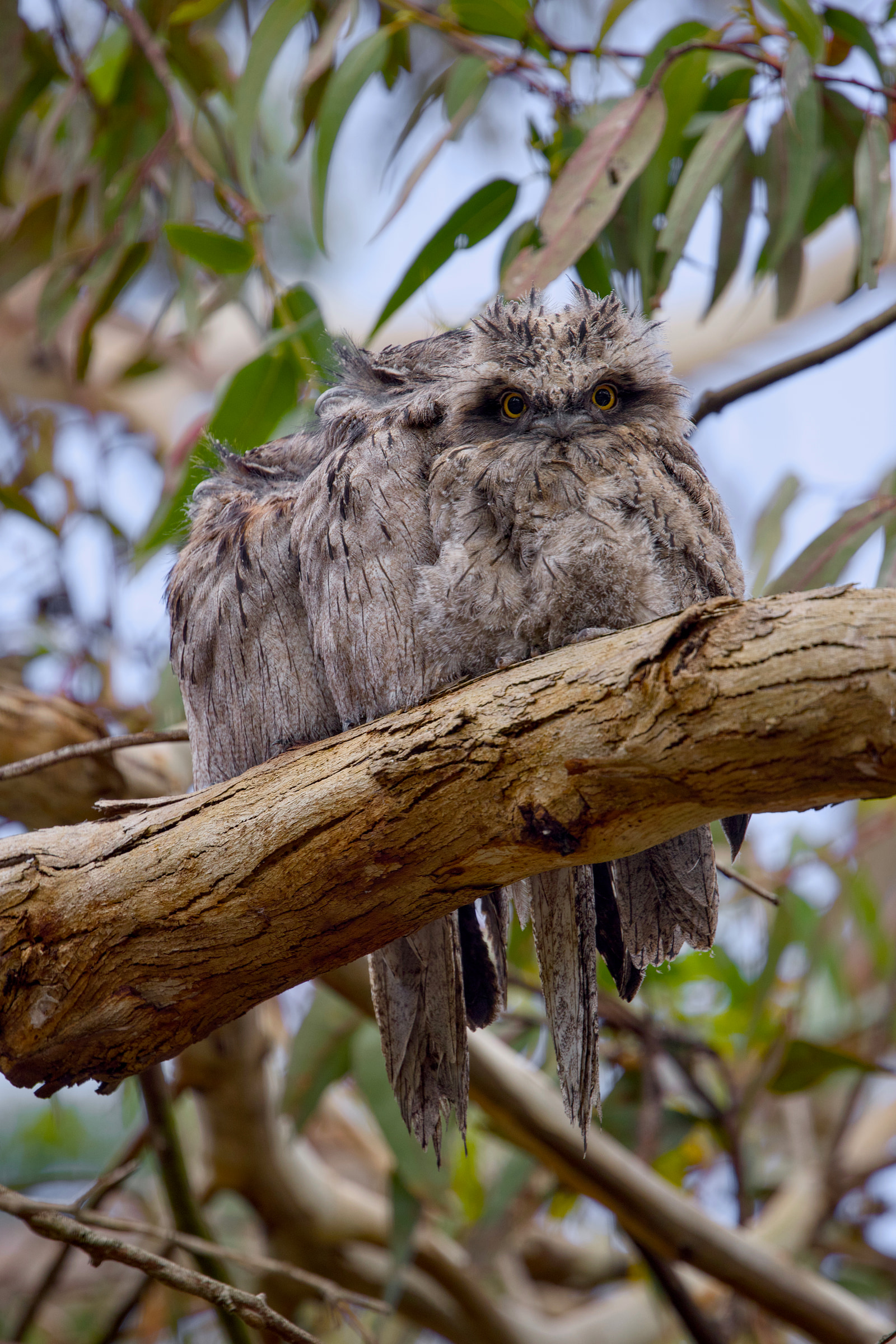 Tawny frogmouth (Podargus strigoides)