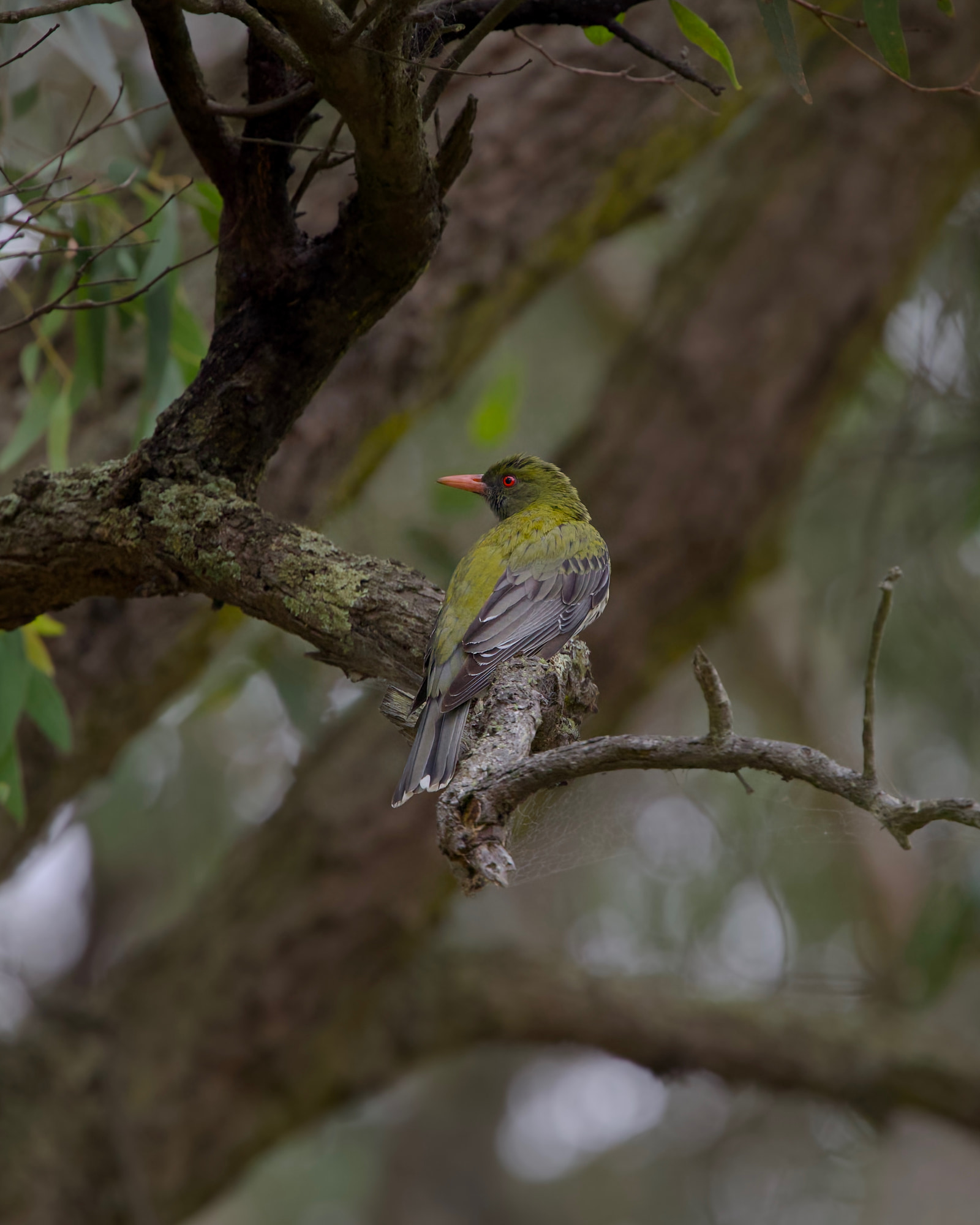 Olive-backed oriole (Oriolus sagittatus)