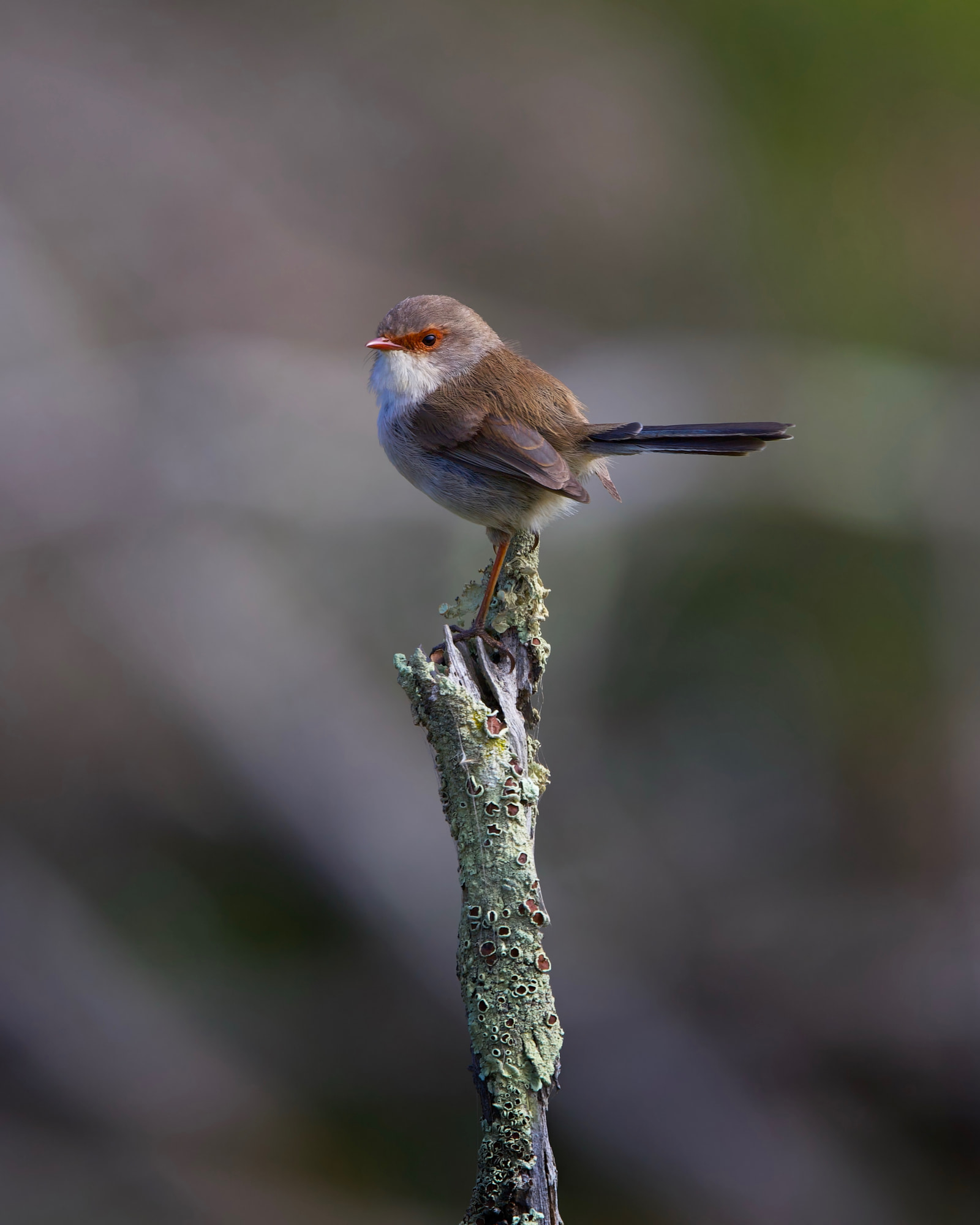 Superb fairywren (Malurus cyaneus)