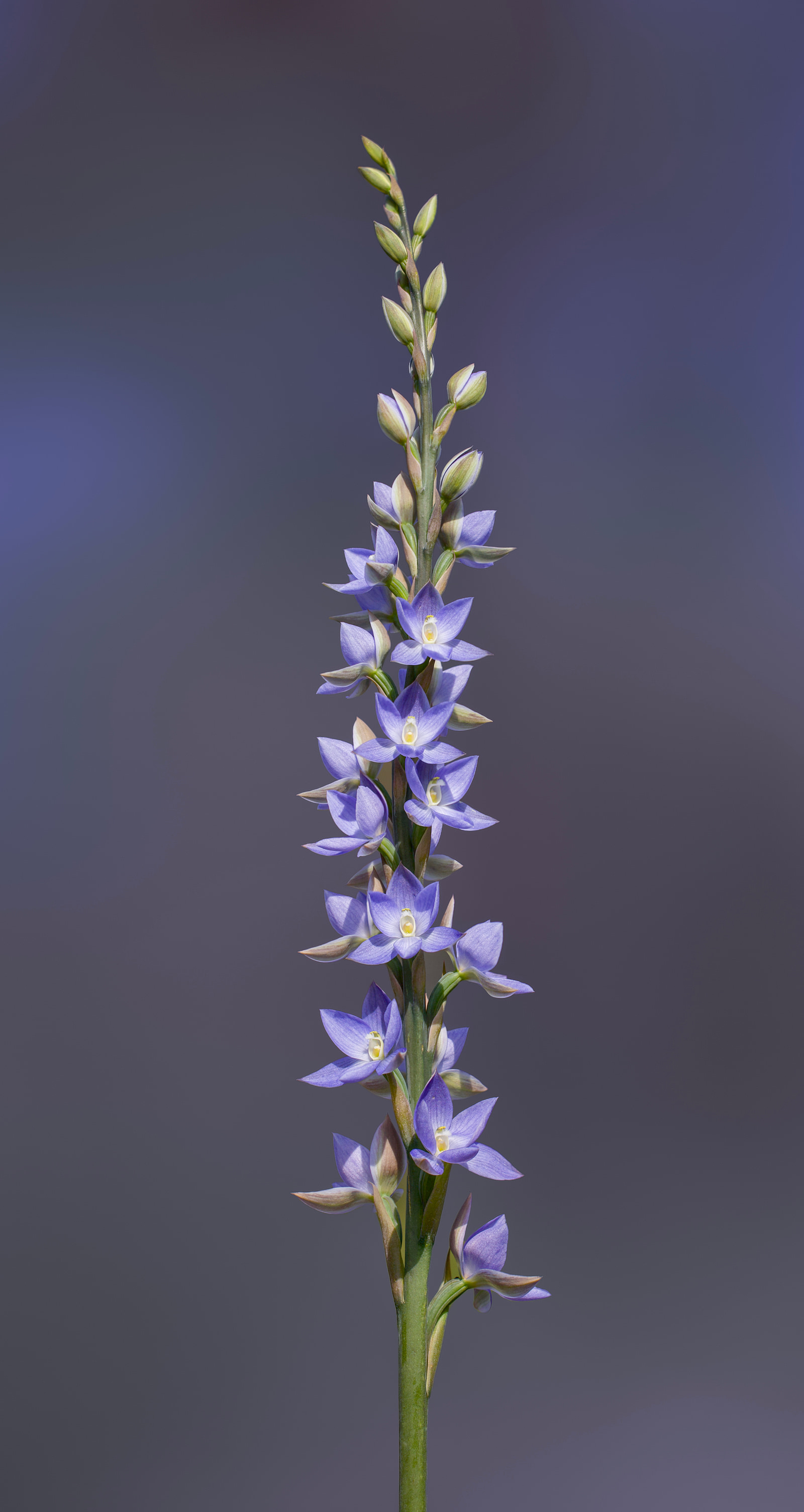 Great sun orchid