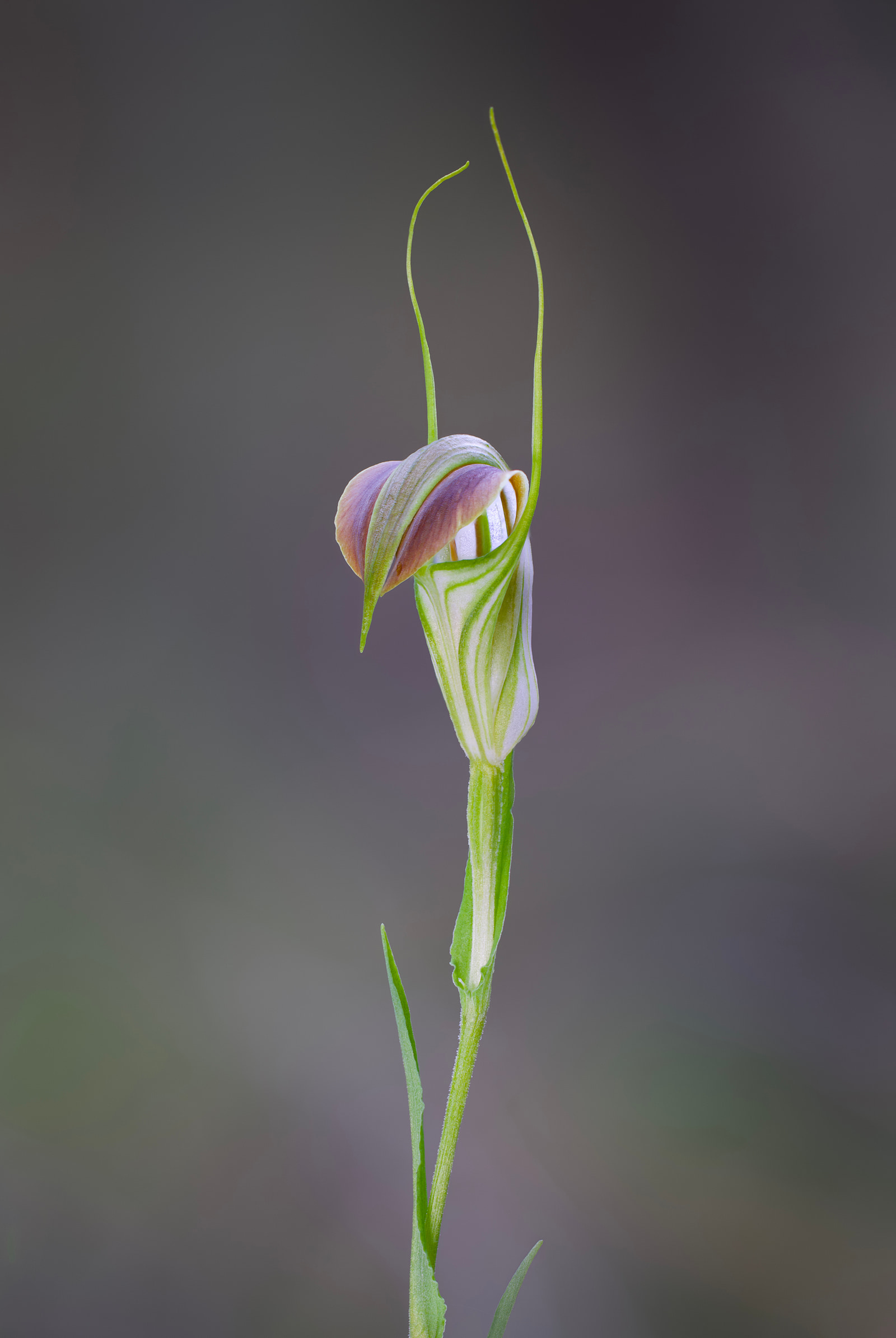 Cobra greenhood orchid