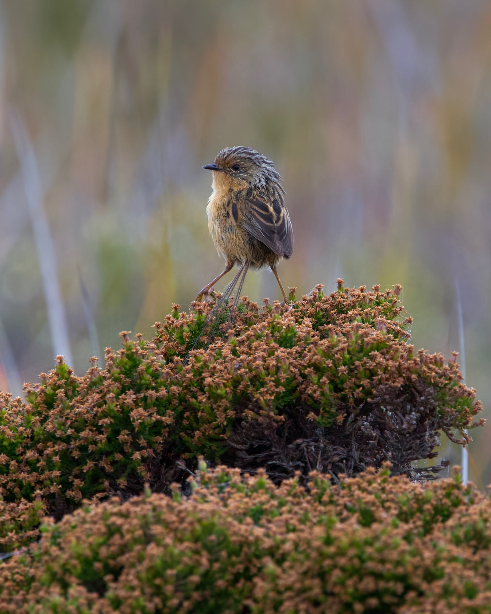 Southern emu-wren (Stipiturus malachurus)