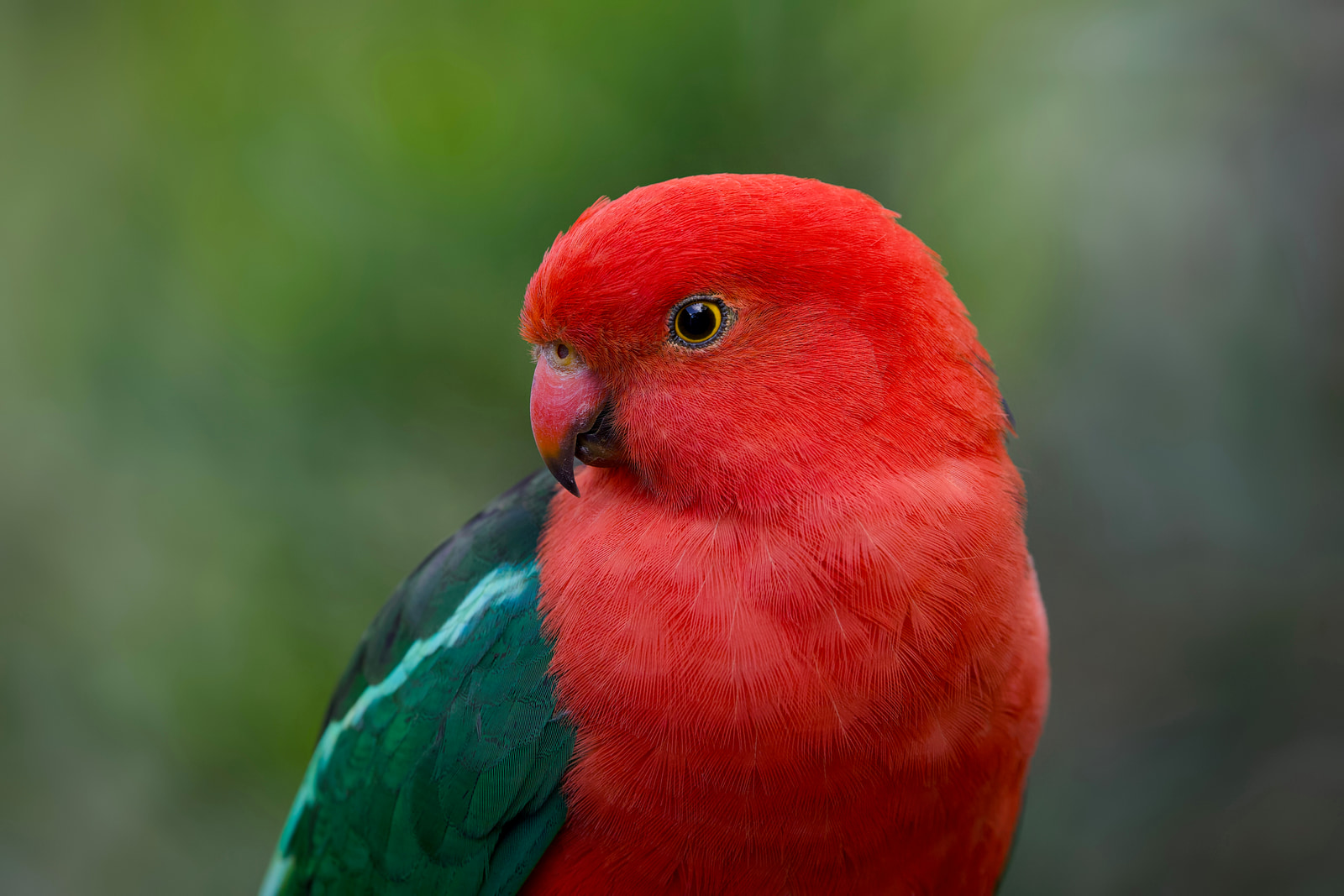 Australian king parrot (Alisterus scapularis)