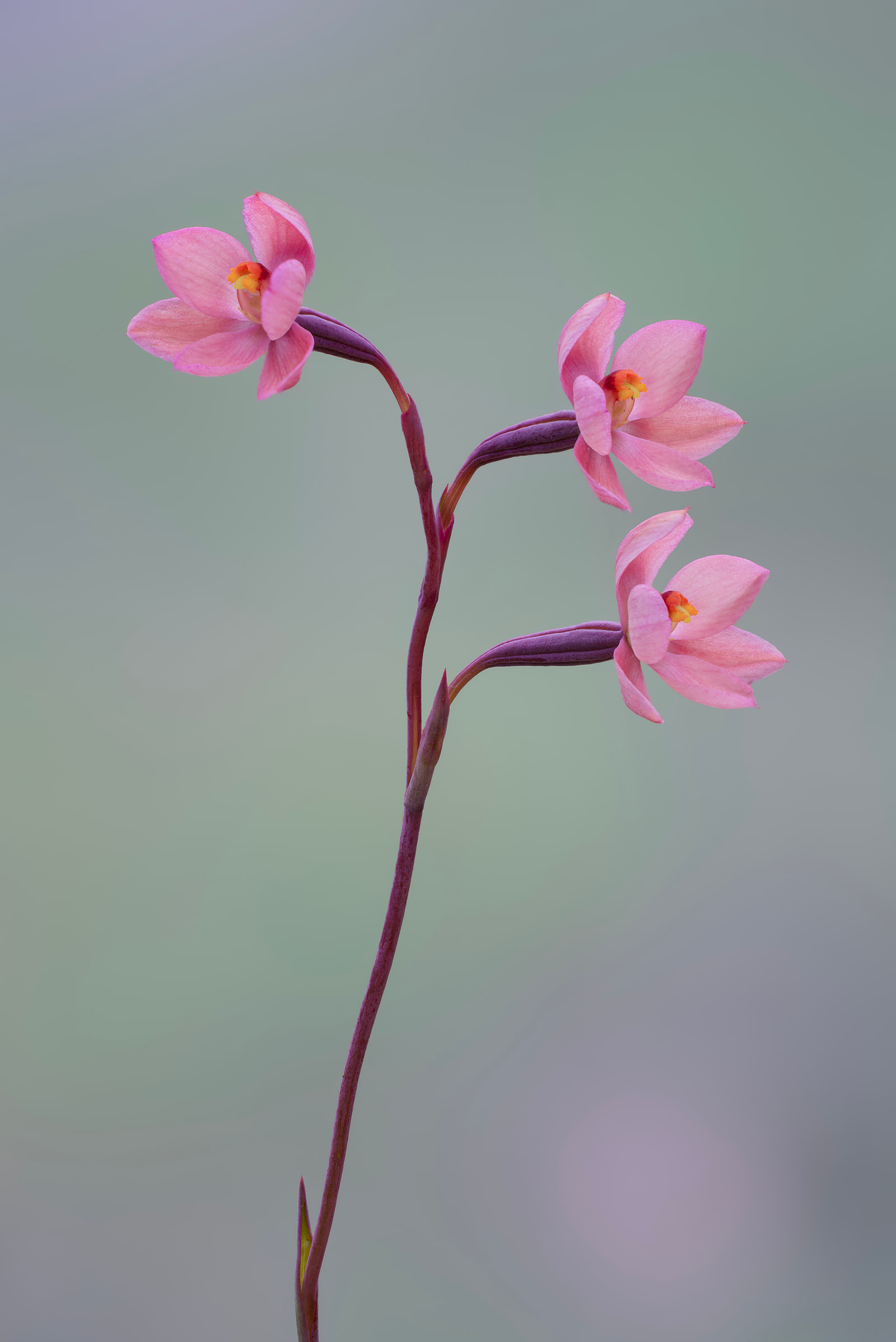 Salmon sun orchid