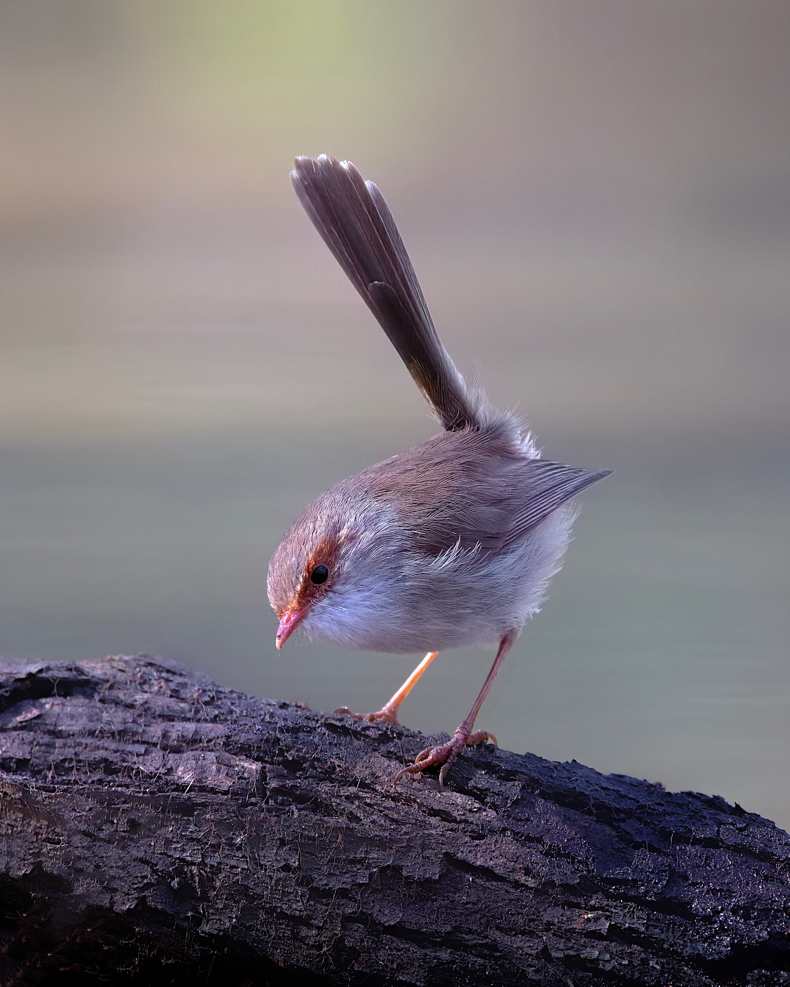 Superb fairywren (Malurus cyaneus)