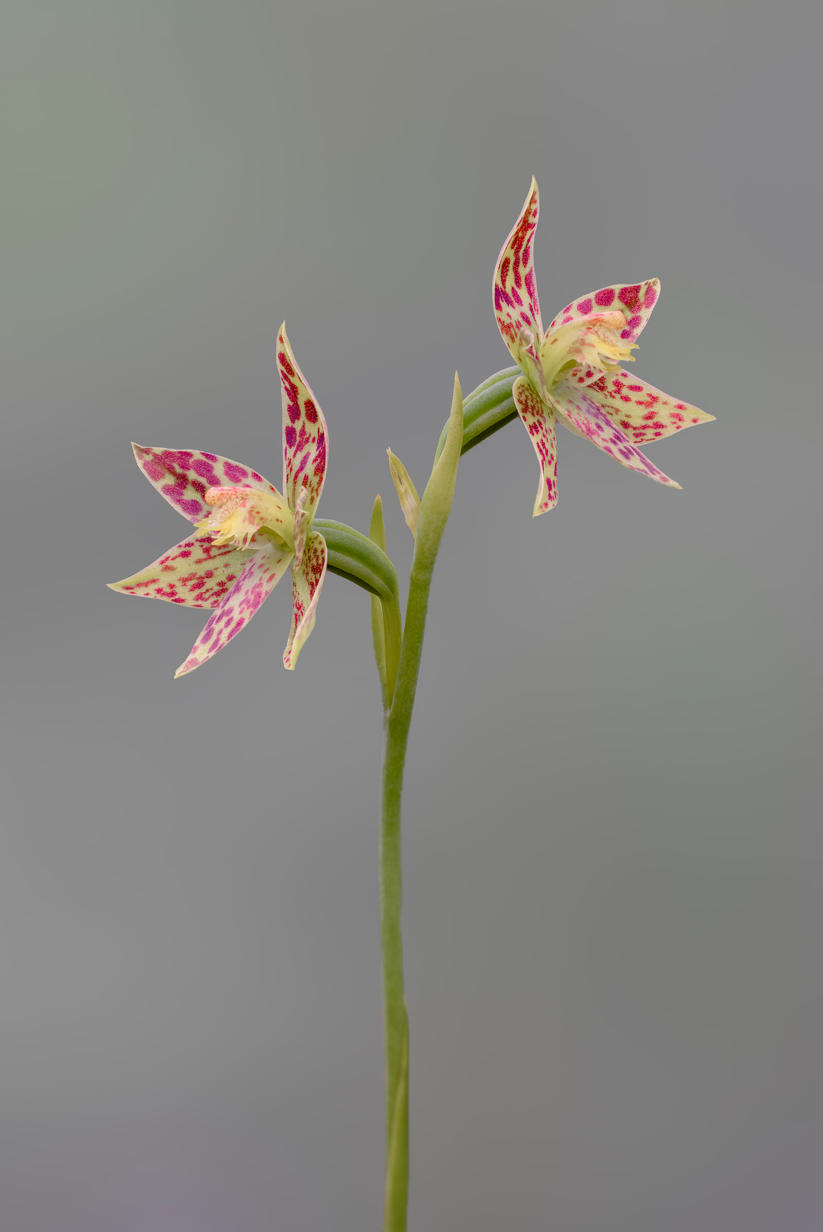 Blotched sun orchid