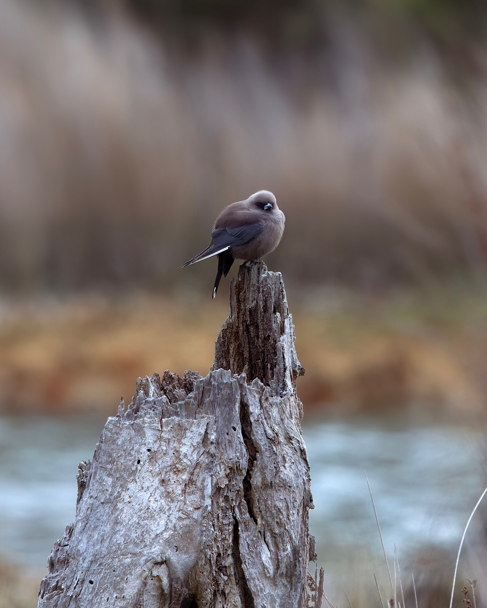 dusky woodswallow (Artamus cyanopterus)