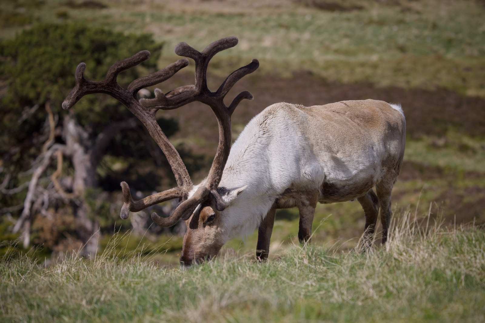 Reindeer (Rangifer tarandus)