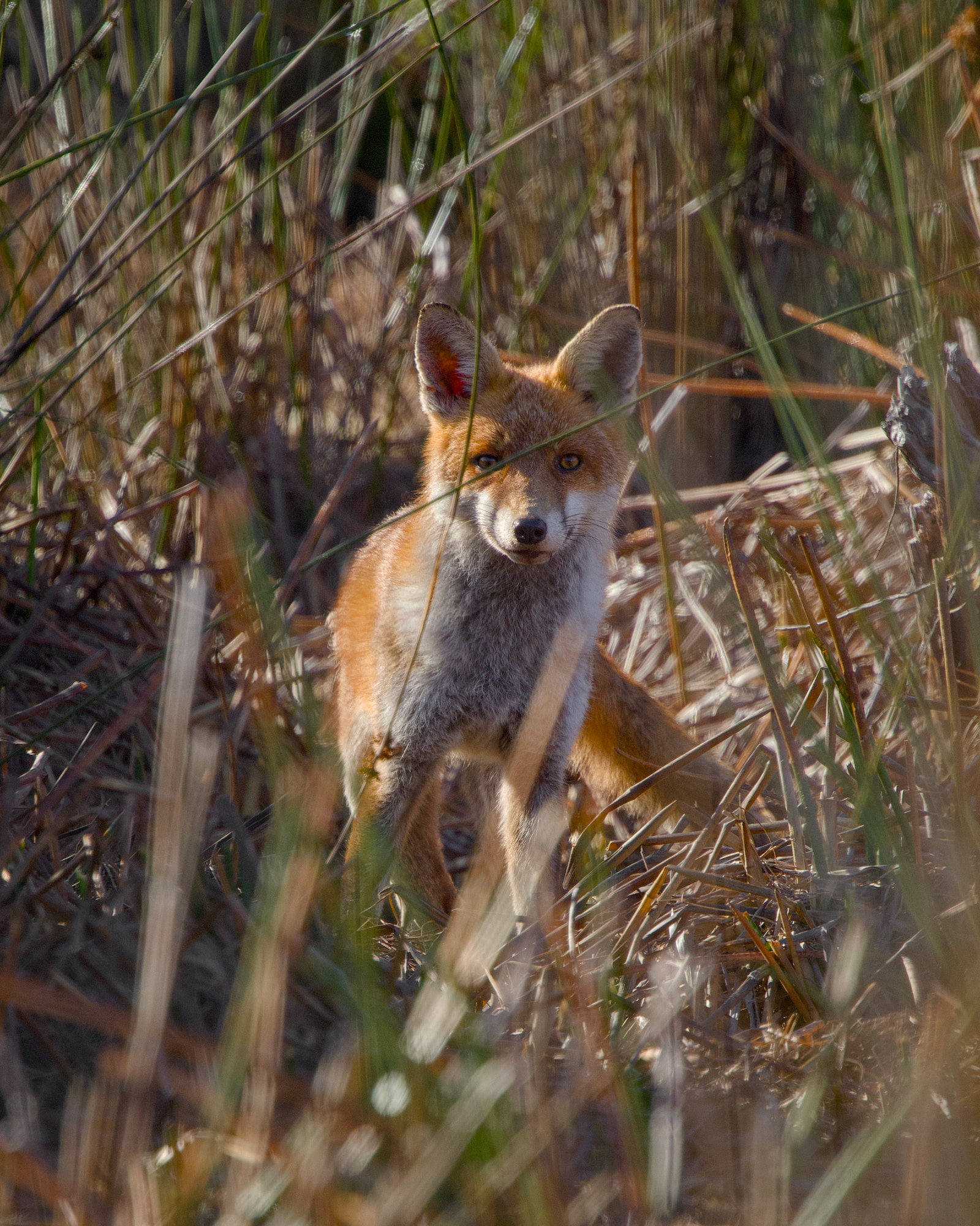 Red Fox (Vulpes vulpes)