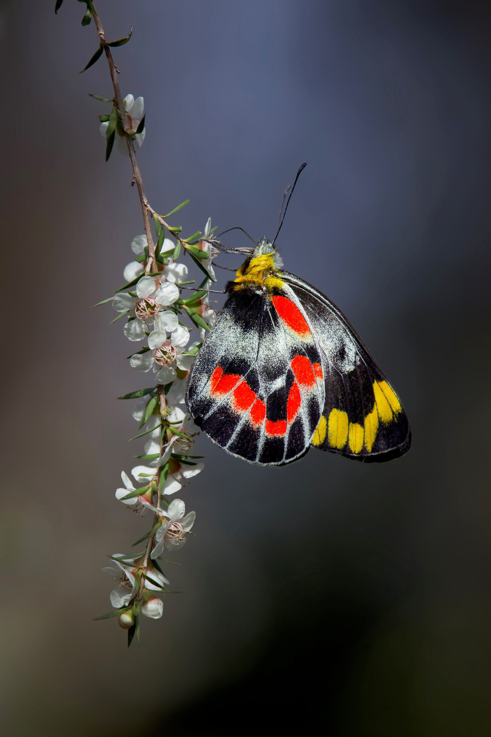 Imperial Jezebel (Delias harpalyce)