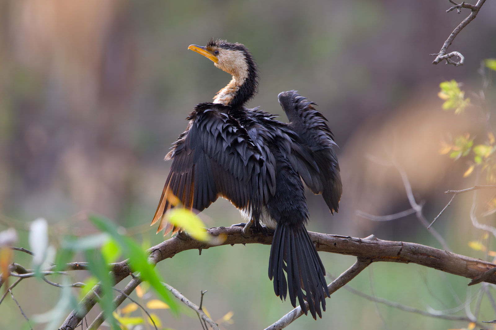 Little pied cormorant (Microcarbo melanoleucos)