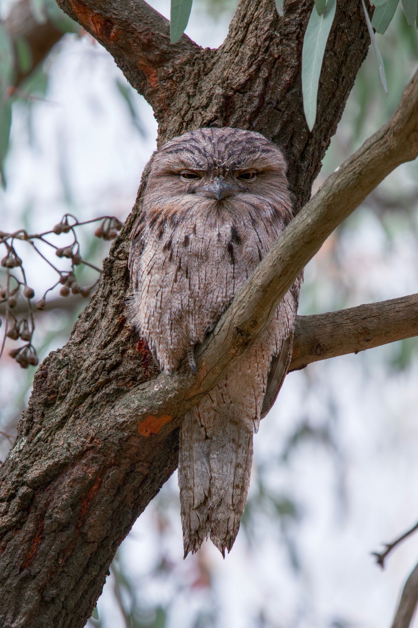 Tawny frogmouth (Podargus strigoides)