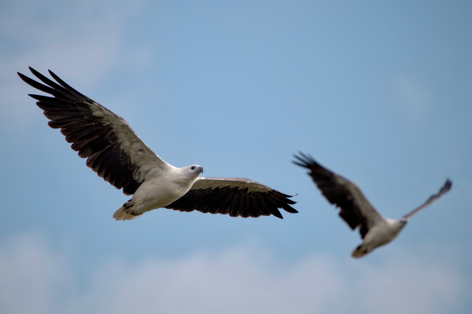 White-bellied sea eagle (Icthyophaga leucogaster)