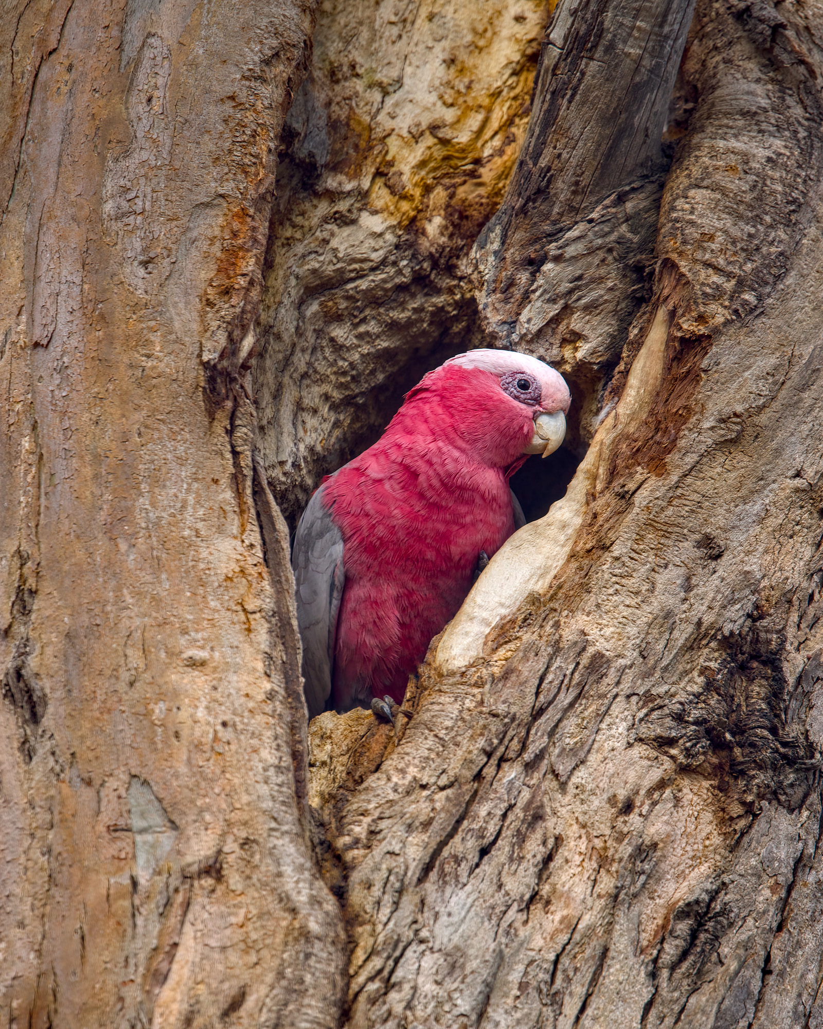 Galah (Eolophus roseicapilla)