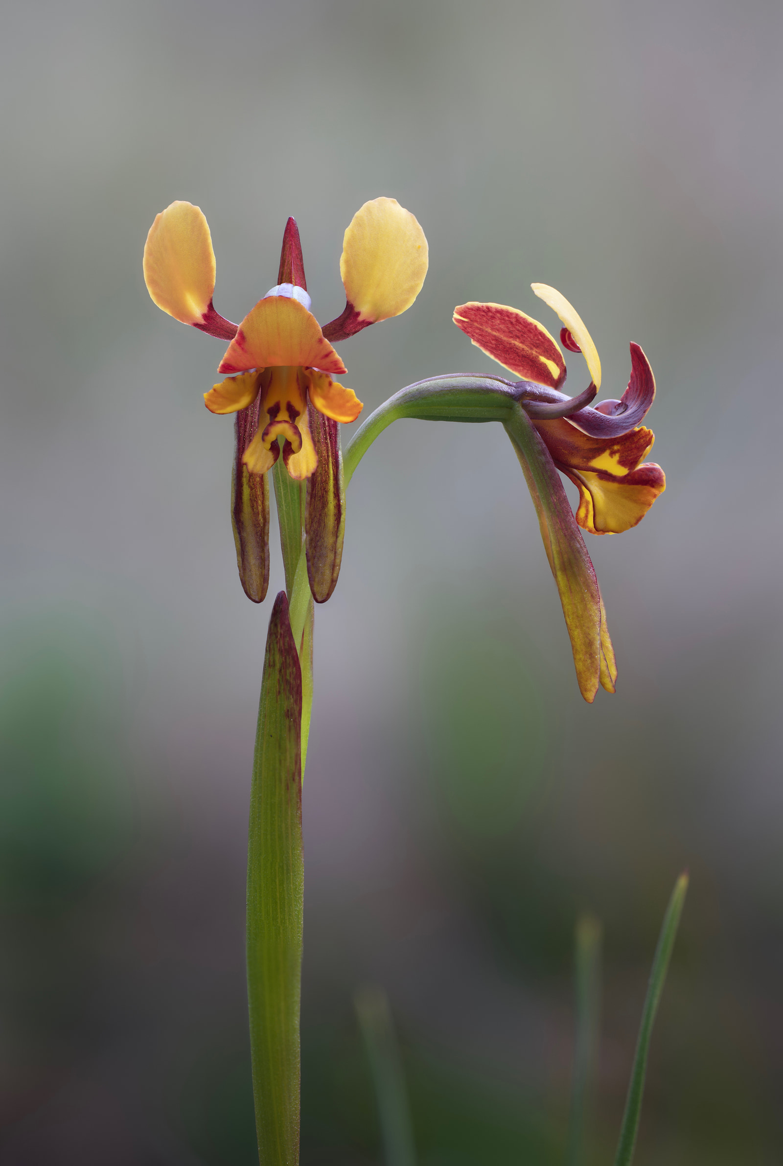 A vibrant orchid with yellow and red petals and a green stem stands out against a soft, blurred background.