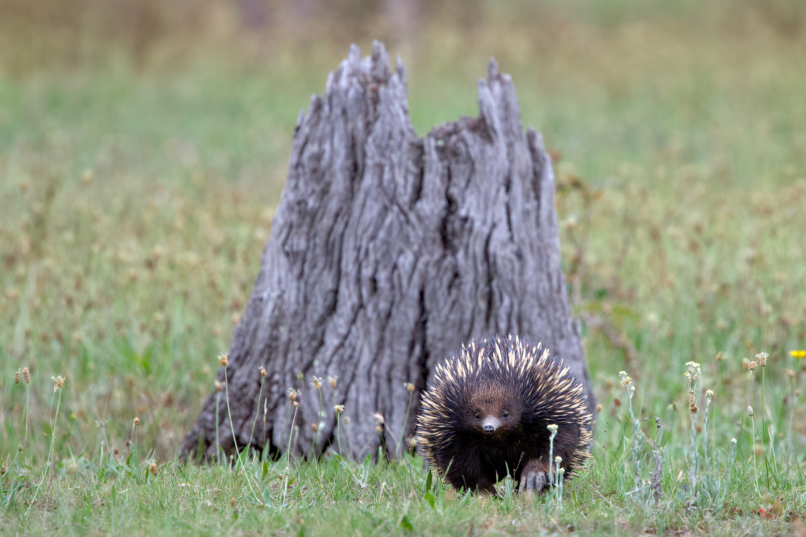 Short-beaked echidna (Tachyglossus aculeatus)