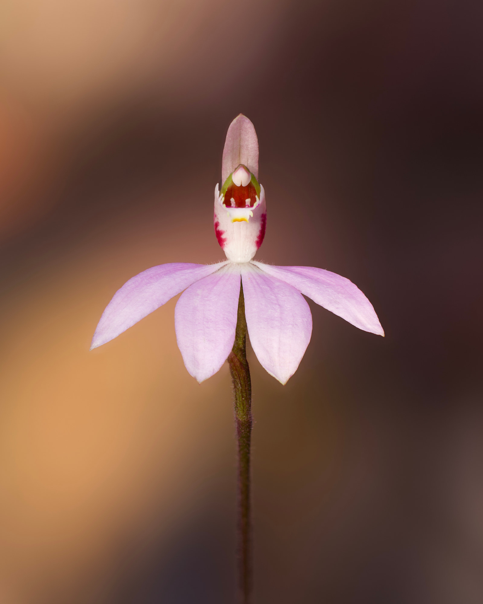 Pink fingers orchid