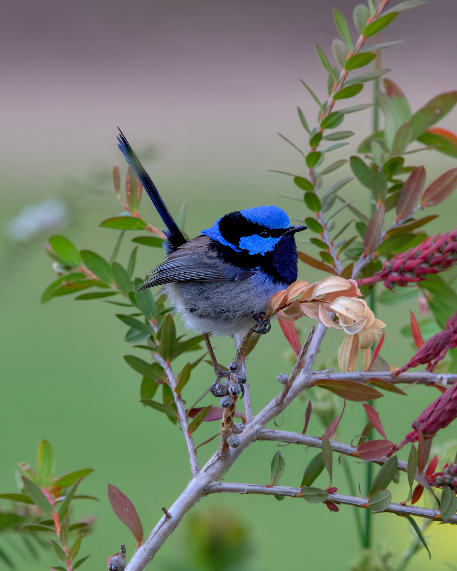 Superb fairywren (Malurus cyaneus)