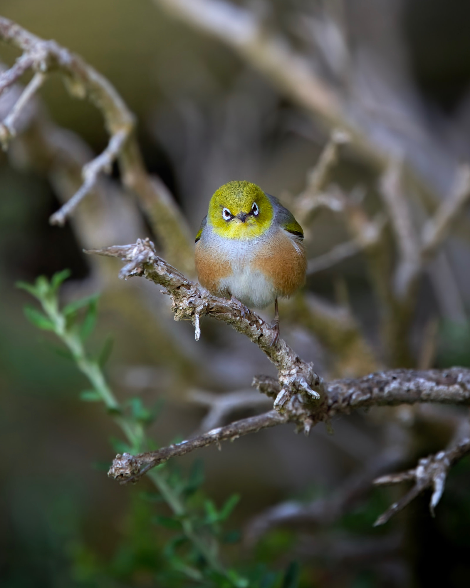 Silvereye (Zosterops lateralis)