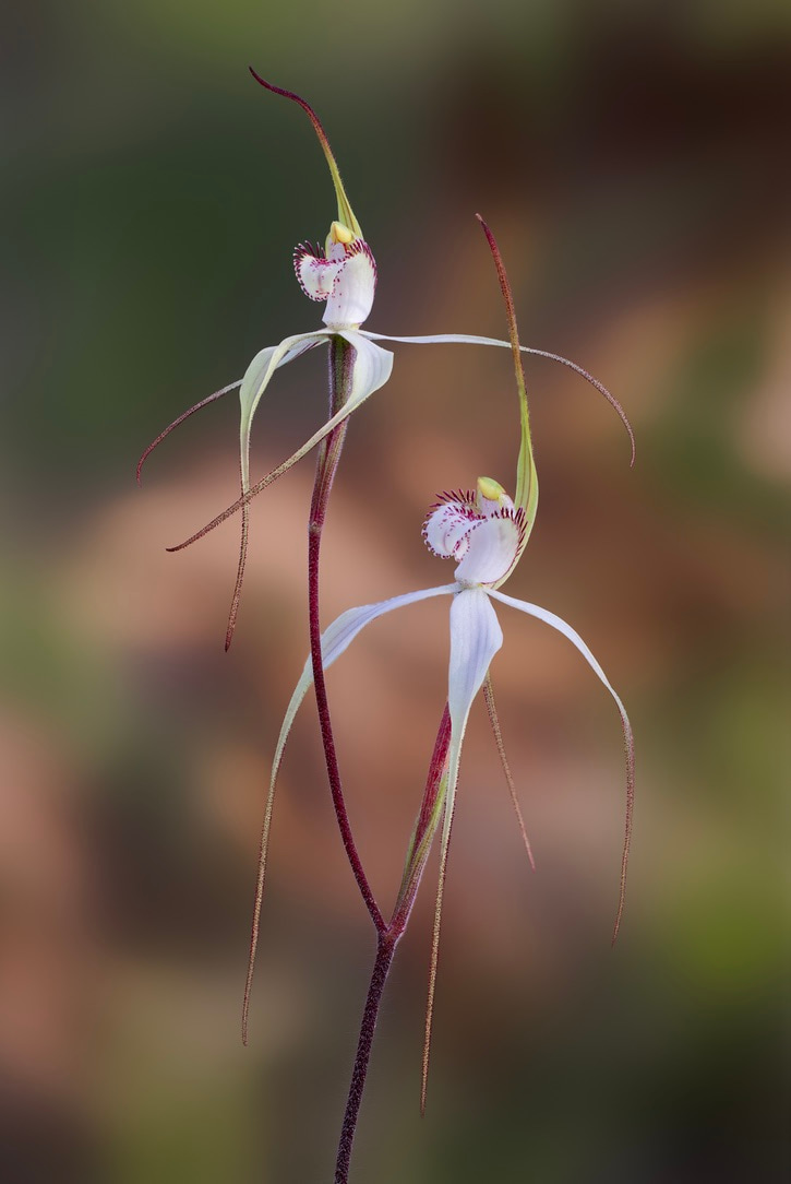White spider orchid