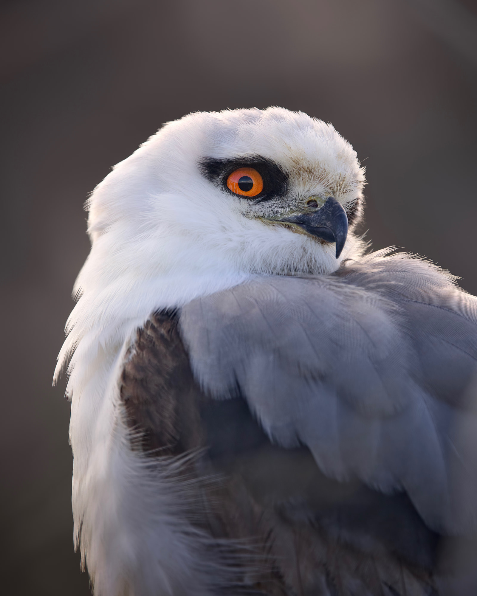 Black-shouldered kite (Elanus axillaris)