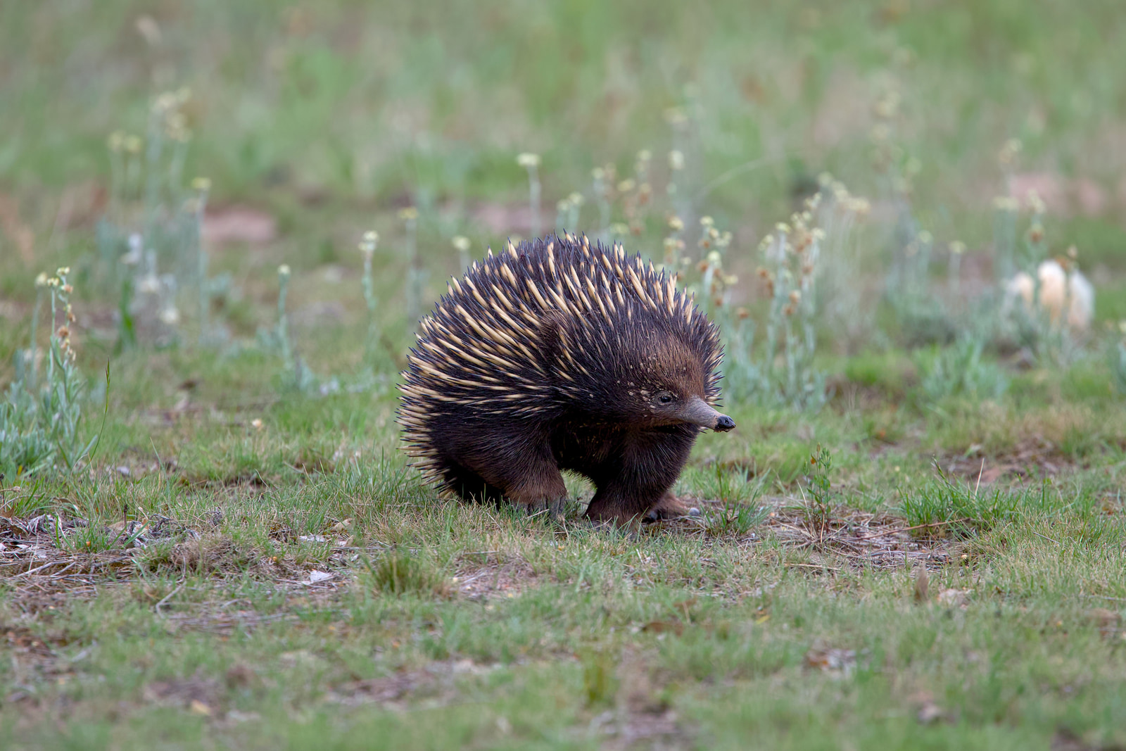 Short-beaked echidna (Tachyglossus aculeatus)