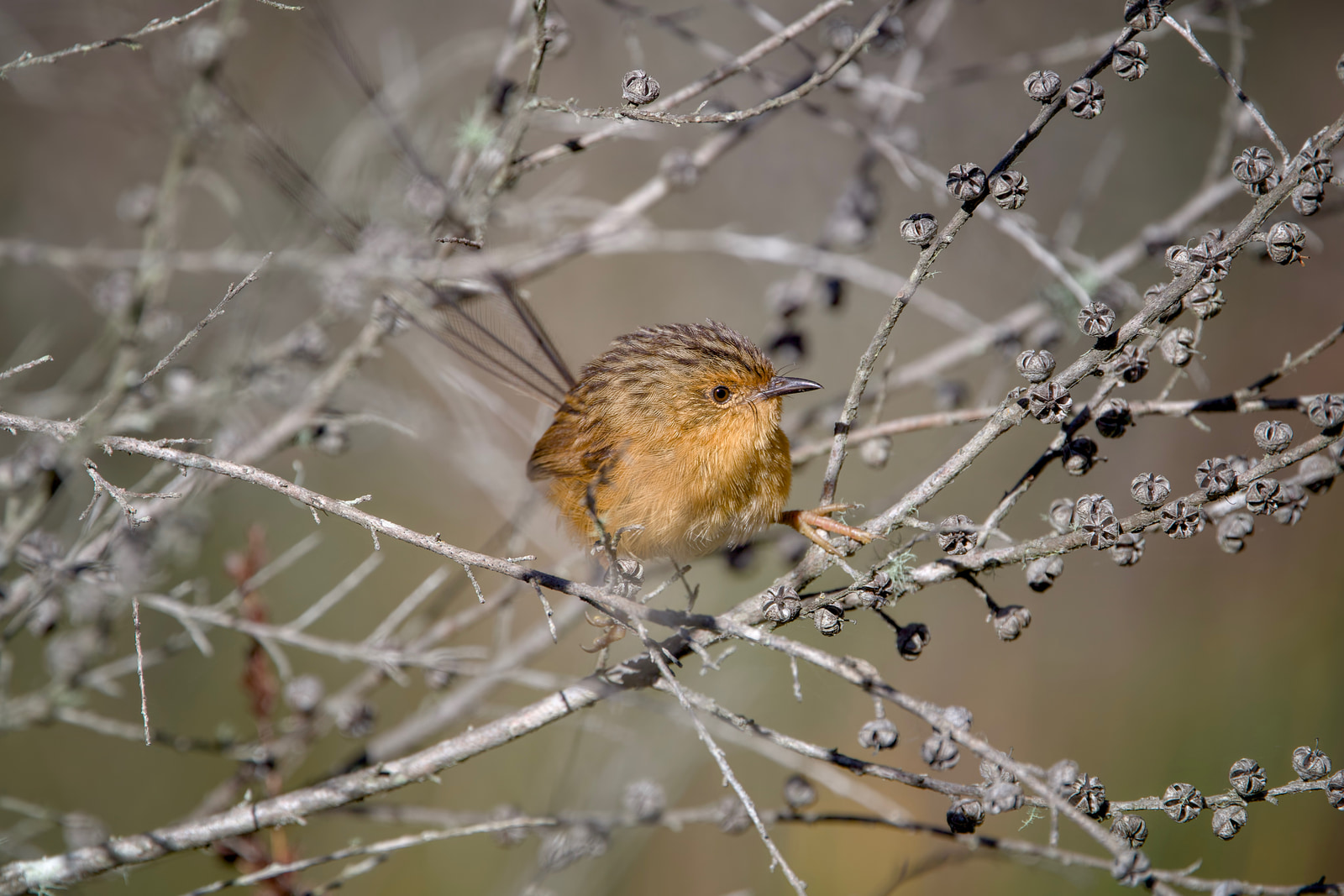 Southern emu-wren (Stipiturus malachurus)