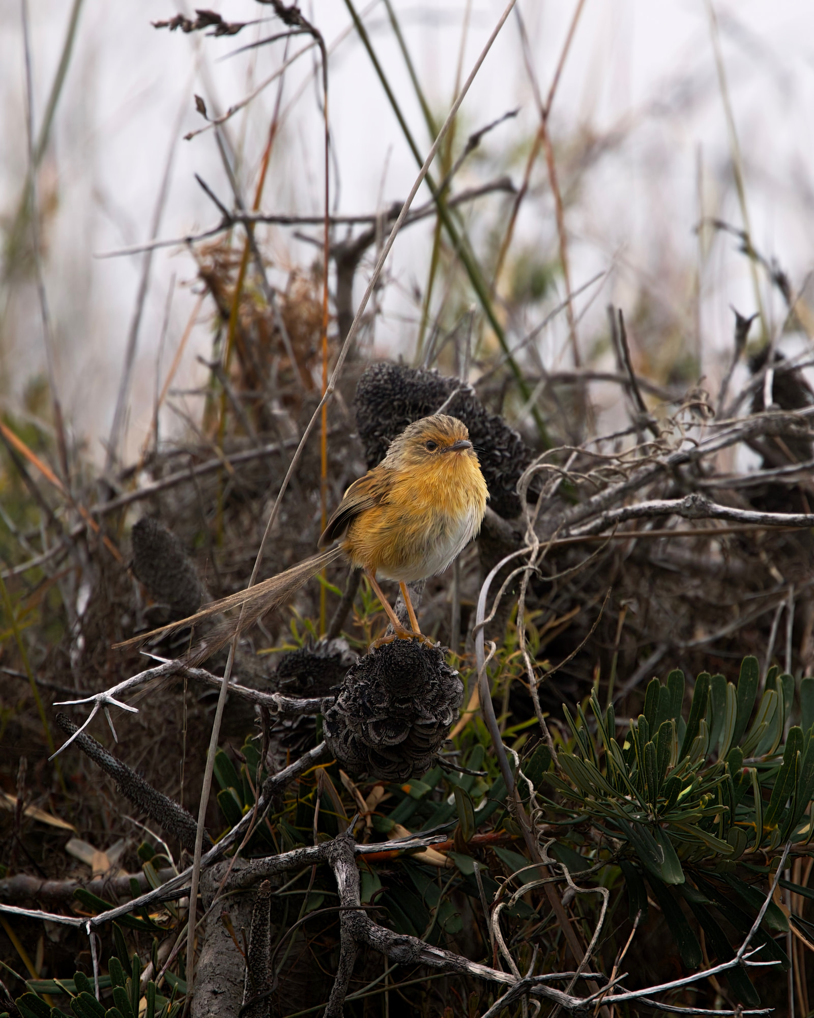 Southern emu-wren (Stipiturus malachurus)