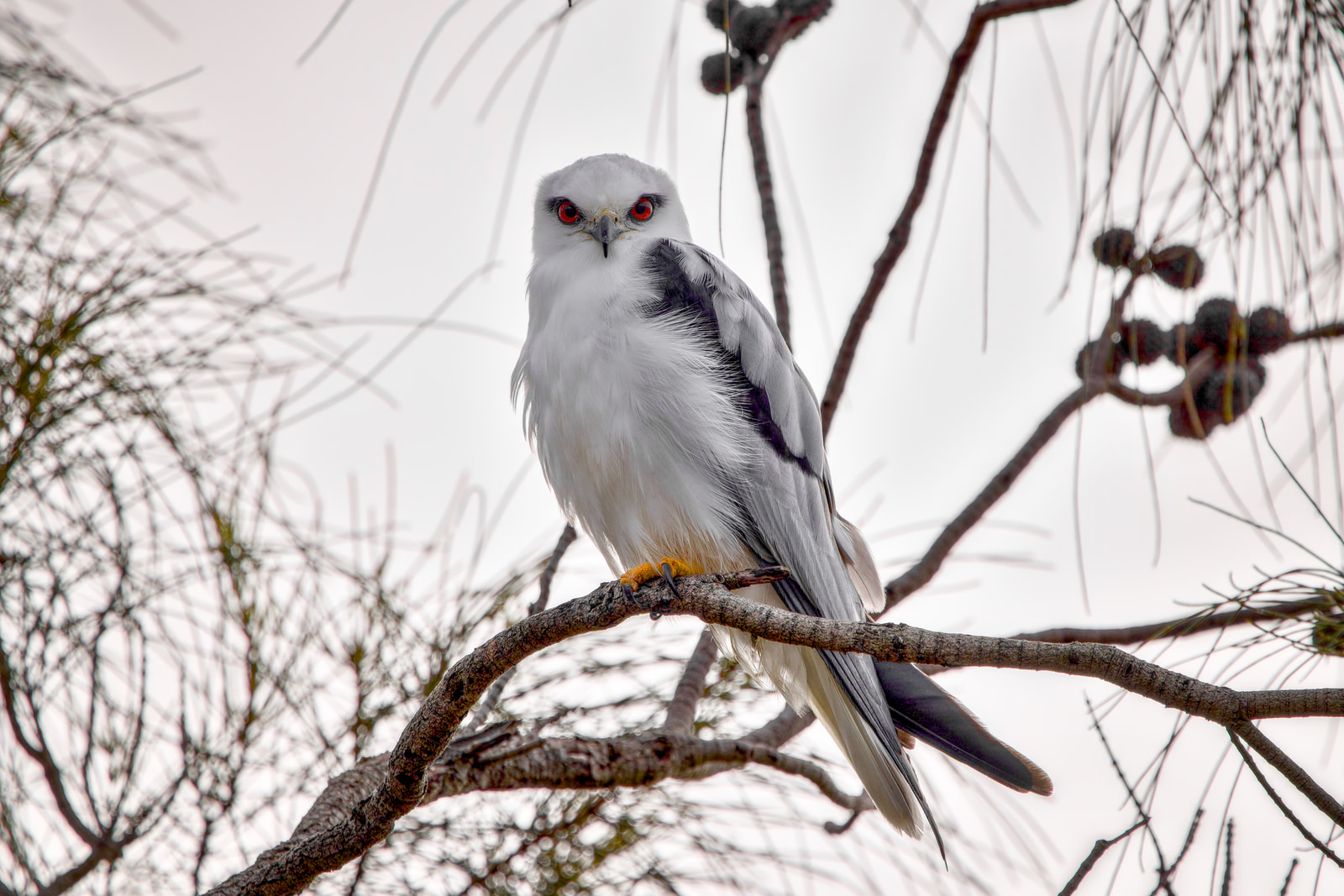 Black-shouldered kite (Elanus axillaris)