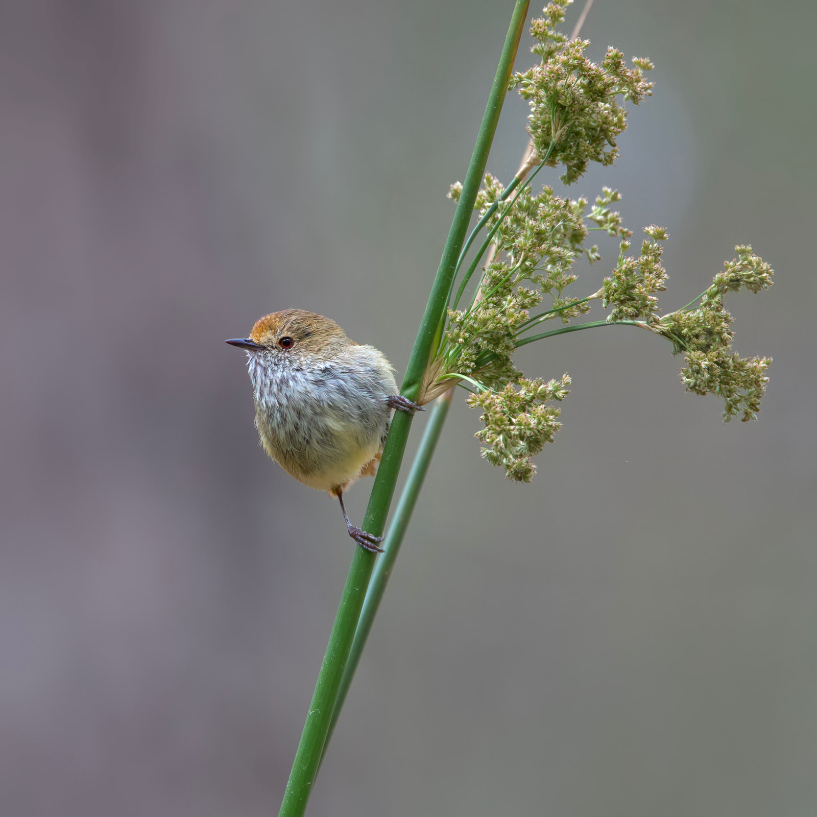 Brown thornbill (Acanthiza pusilla)