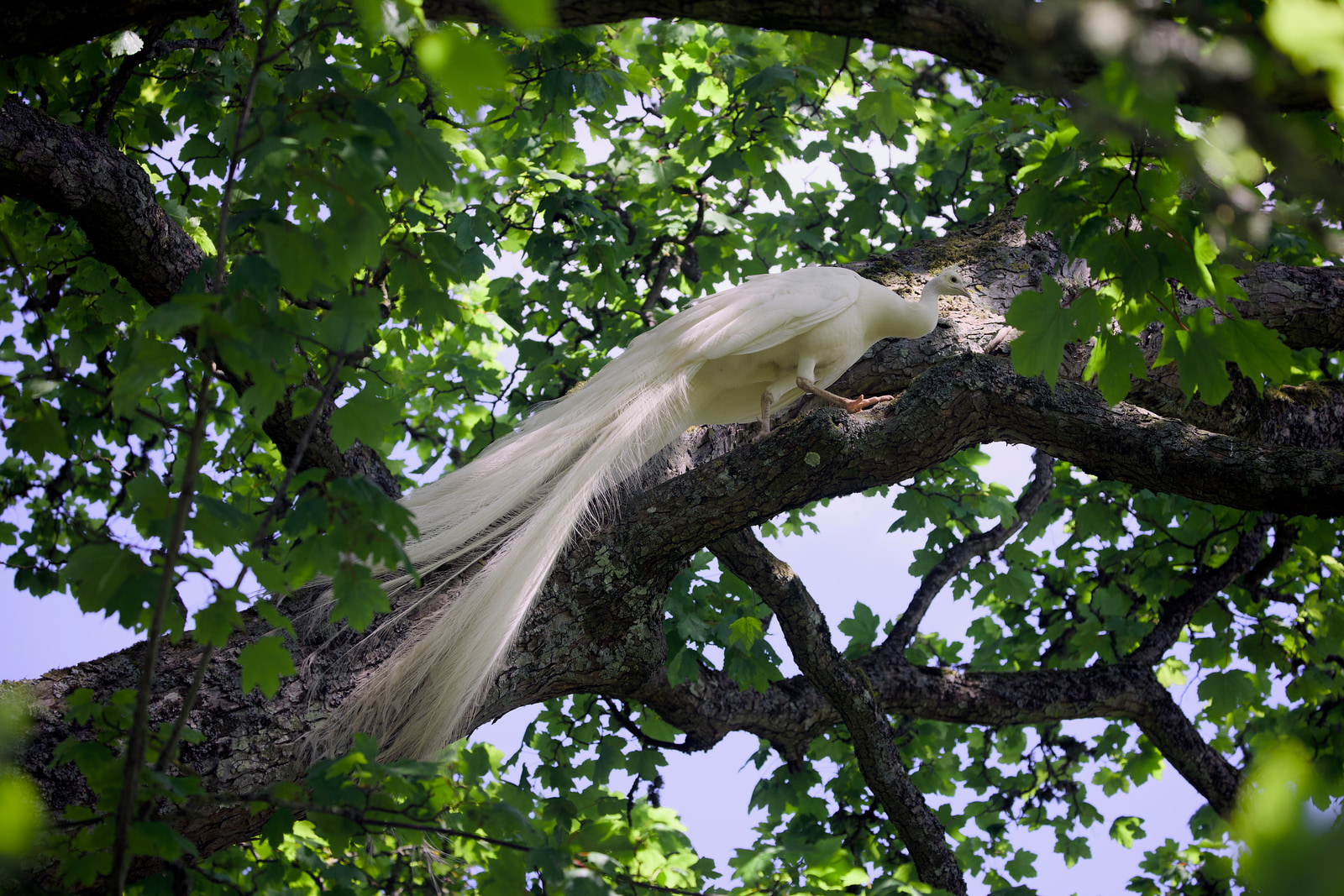 Indian peafowl (Pavo cristatus)