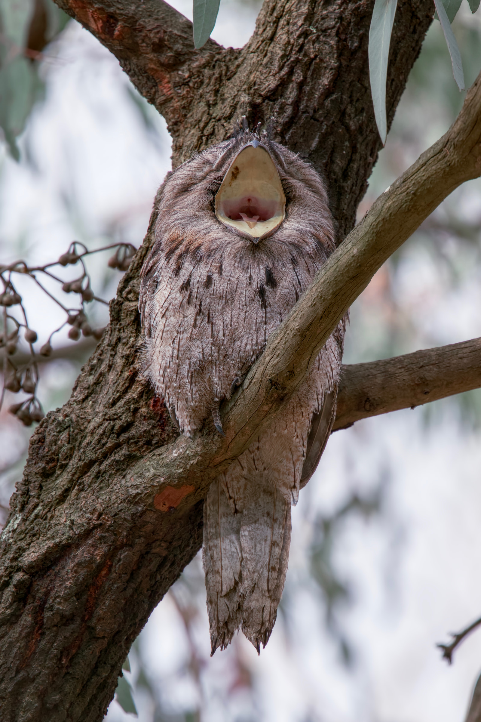 Tawny frogmouth (Podargus strigoides)