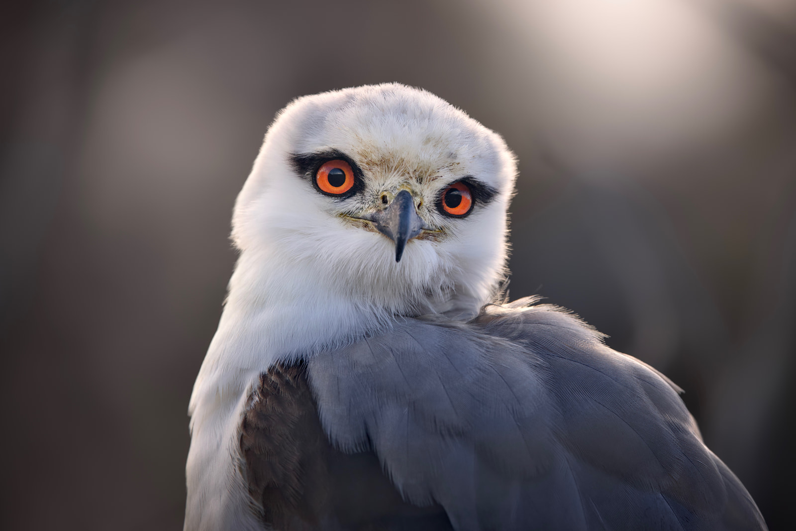 Black-shouldered kite (Elanus axillaris)