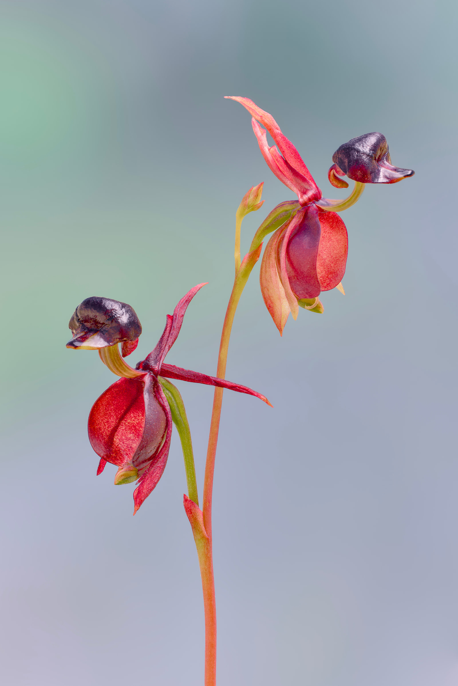 Large duck orchid