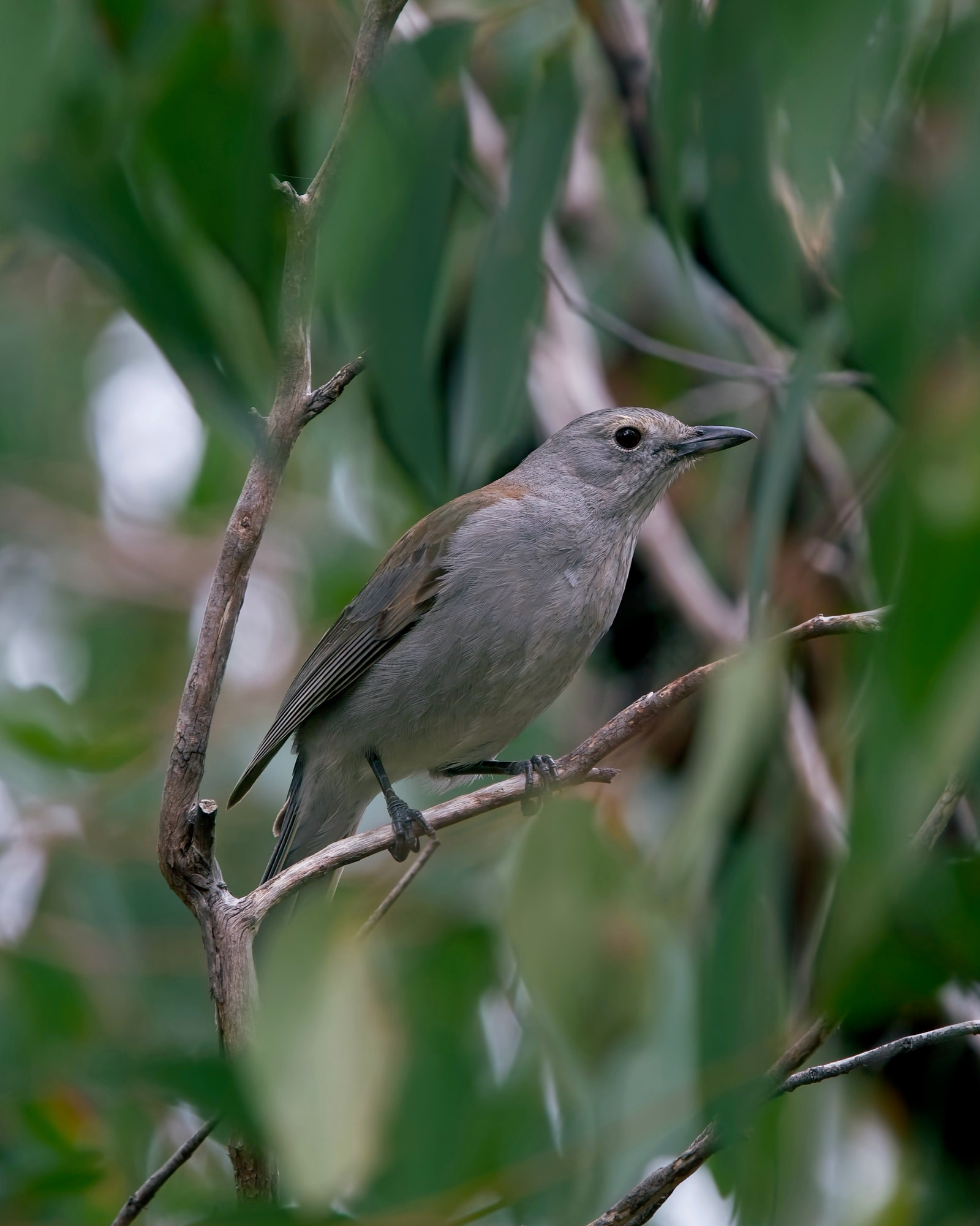 Grey shrikethrush (Colluricincla harmonica)