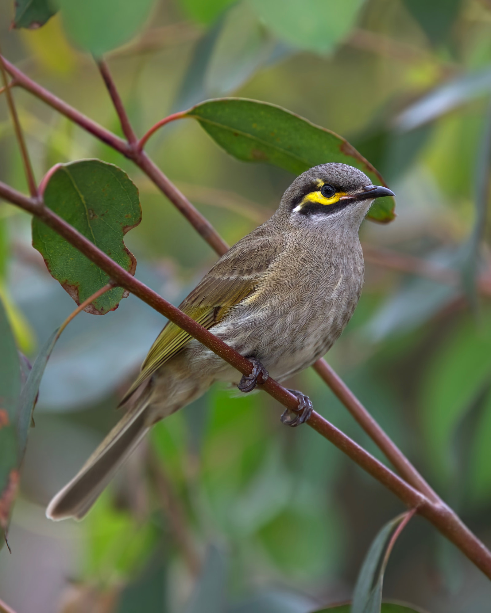 Yellow-faced honeyeater (Caligavis chrysops)